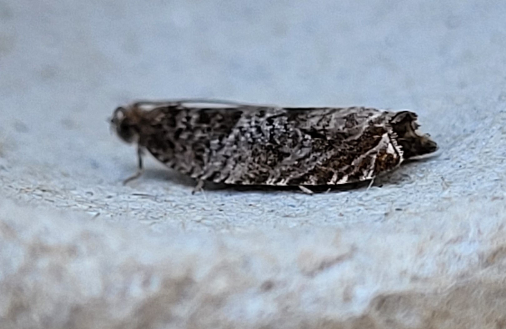 Photo of Triangle-marked Roller (Ancylis achatana)